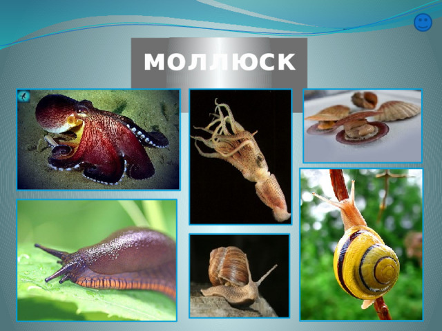 моллюски 