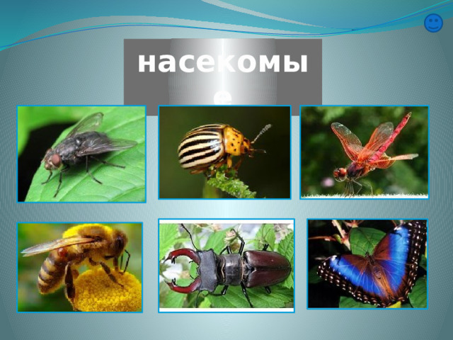 насекомые 