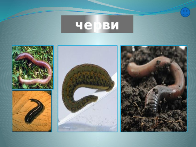 черви 