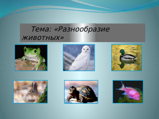  Тема: «Разнообразие животных» 