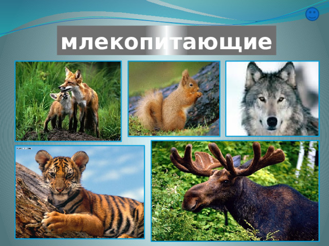 млекопитающие 
