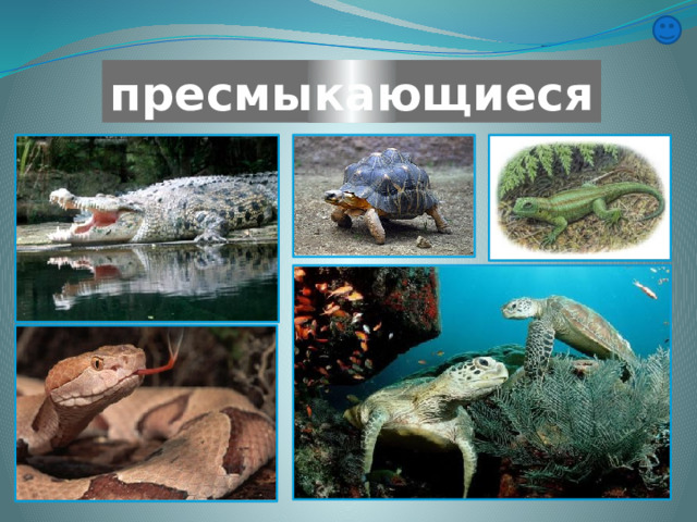 пресмыкающиеся 