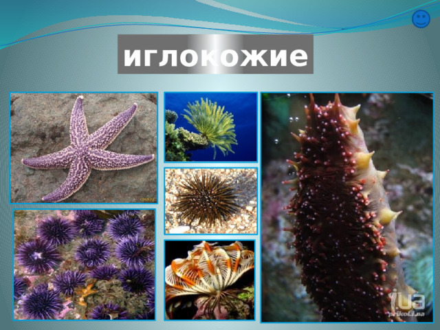 иглокожие 