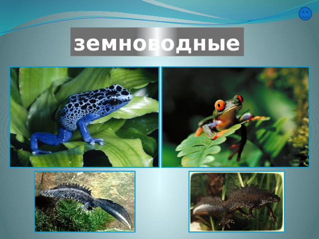 земноводные 