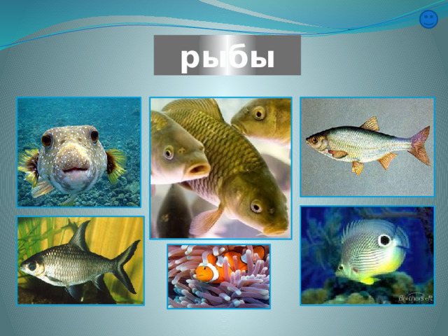 рыбы 