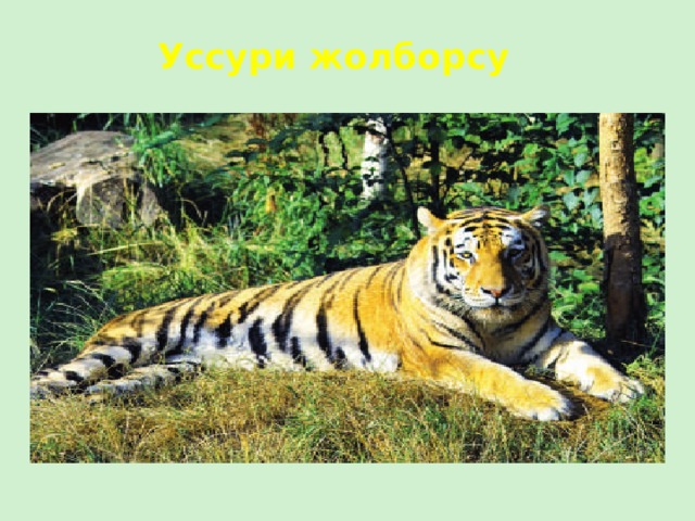 Уссури жолборсу 