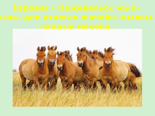 Евразия – Пржевальск жыл- кысы деп аталган жапайы жылкы- лардын мекени. 