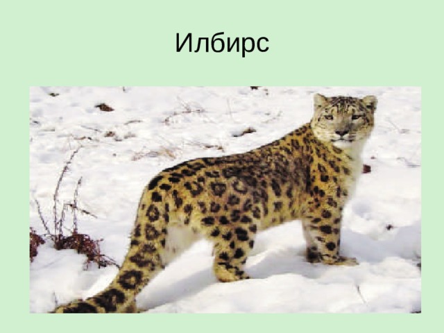 Илбирс 