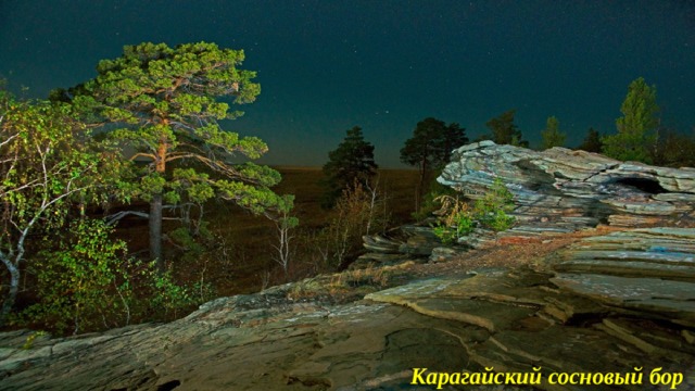Карагайский сосновый бор 
