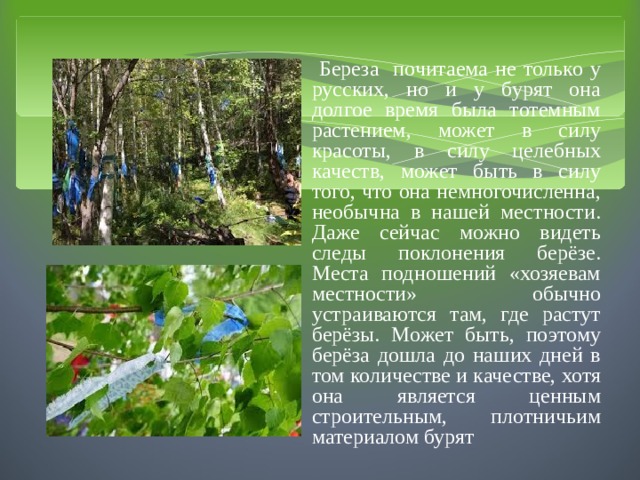  Береза почитаема не только у русских, но и у бурят она долгое время была тотемным растением, может в силу красоты, в силу целебных качеств, может быть в силу того, что она немногочисленна, необычна в нашей местности. Даже сейчас можно видеть следы поклонения берёзе. Места подношений «хозяевам местности» обычно устраиваются там, где растут берёзы. Может быть, поэтому берёза дошла до наших дней в том количестве и качестве, хотя она является ценным строительным, плотничьим материалом бурят 