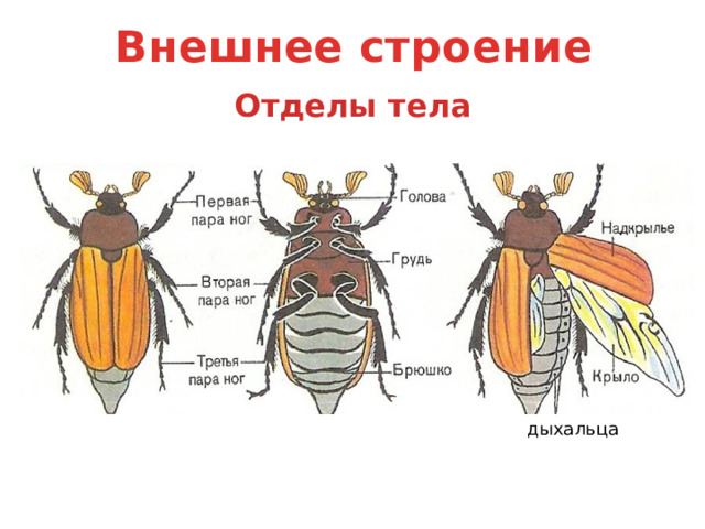 Внешнее строение Отделы тела дыхальца 