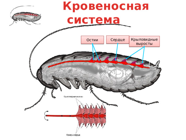 Дыхательная система Дыхательная система насекомых представлена трахеями. Они представляют собой длинные трубки, которые образовались в результате впячивания части покровов внутрь тела. Трахеи выстланы кутикулой. Вдоль них проходит толстая хитиновая спираль. Она поддерживает форму трахей и не позволяет им спадаться. Трахеи многократно ветвятся, так что самые тонкие из них оплетают все внутренние органы сплошной сетью. Именно трахейная система обеспечивает транспорт кислорода и газообмен. С внешней средой трахеи сообщаются специальными отверстиями – дыхальцами, которые располагаются на средне - и заднегруди, а также на сегментах брюшка. Максимально у насекомых может быть развито 10 пар дыхалец. По бокам брюшка личинки жука-носорога, живущей в земле, хорошо заметны стигмы – отверстия, которыми открываются наружу трахеи. Таким образом, трахейная система насекомых является открытой. Исключения составляют водные личинки некоторых видов, у которых развивается закрытая трахейная система. дыхальца Дыхательная система насекомого  (крупные трахейные стволы)  