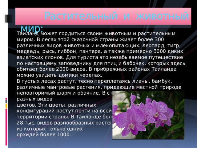  Растительный и животный мир: Таиланд может гордиться своим животным и растительным миром. В лесах этой сказочной страны живет более 300 различных видов животных и млекопитающих: леопард, тигр, медведь, рысь, гиббон, пантера, а также примерно 3000 диких азиатских слонов. Для туриста это незабываемое путешествие по настоящему заповеднику для птиц и бабочек, которых здесь обитает более 2000 видов. В прибрежных районах Таиланда можно увидеть домики черепах.  В густых лесах растут, тесно переплетаясь лианы, бамбук, различные мангровые растения, придающие местной природе неповторимый шарм и обаяние. В стране большое множество разных видов  цветов. Эти цветы, различных  конфигураций растут почти на всей  территории страны. В Таиланде более  28 тыс. видов разнообразных растений,  из которых только одних  орхидей более 1000. 