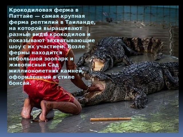 Крокодиловая ферма в Паттайе — самая крупная ферма рептилий в Таиланде, на которой выращивают разные виды крокодилов и показывают захватывающие шоу с их участием. Возле фермы находится небольшой зоопарк и живописный Сад миллионолетних камней, оформленный в стиле бонсай. 