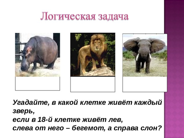 Угадайте, в какой клетке живёт каждый зверь, если в 18-й клетке живёт лев, слева от него – бегемот, а справа слон? 