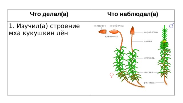 Что делал(а) Что наблюдал(а) 1. Изучил(а) строение мха кукушкин лён 