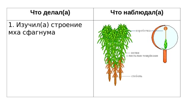 Что делал(а) Что наблюдал(а) 1. Изучил(а) строение мха сфагнума 