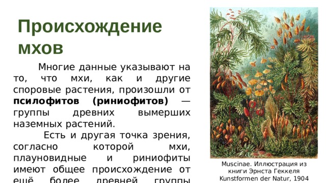 Происхождение мхов  Многие данные указывают на то, что мхи, как и другие споровые растения, произошли от псилофитов (риниофитов) — группы древних вымерших наземных растений.  Есть и другая точка зрения, согласно которой мхи, плауновидные и риниофиты имеют общее происхождение от ещё более древней группы растений. Muscinae. Иллюстрация из книги Эрнста Геккеля Kunstformen der Natur, 1904 