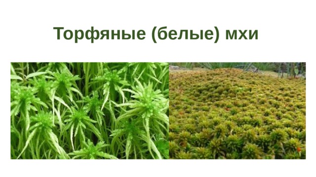 Торфяные (белые) мхи 