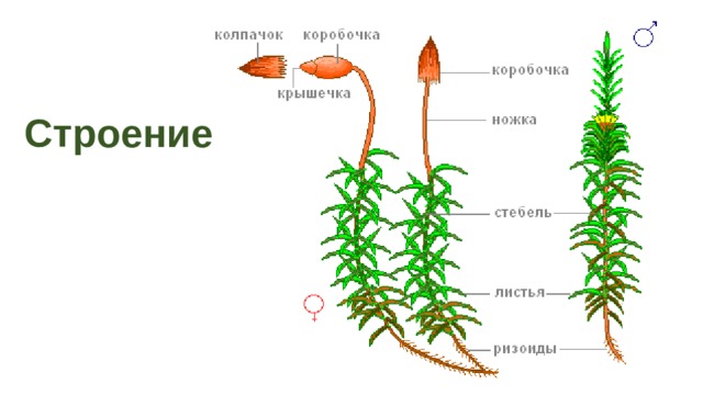 Строение 