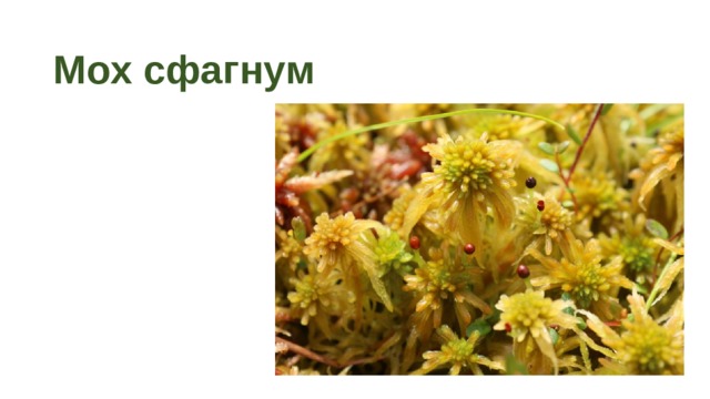 Мох сфагнум 