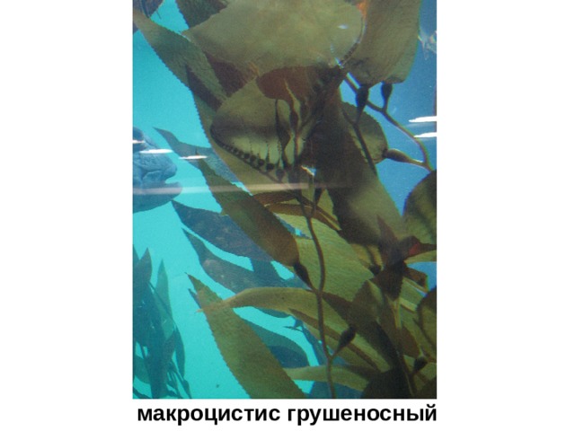 макроцистис грушеносный 