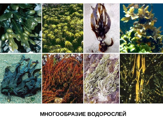 МНОГООБРАЗИЕ ВОДОРОСЛЕЙ 