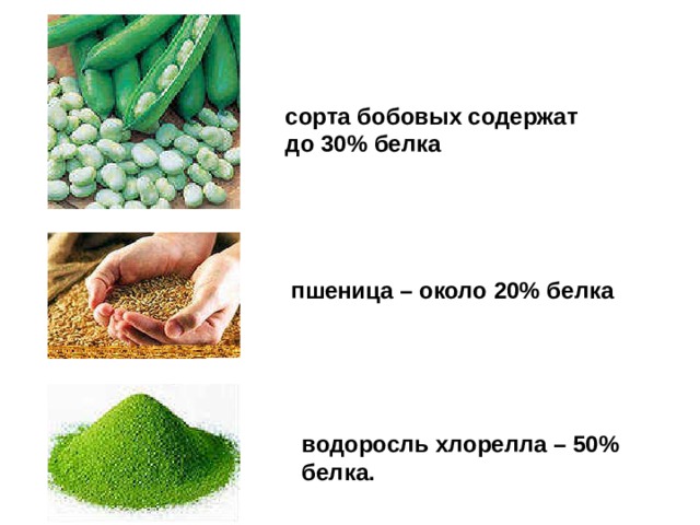 сорта бобовых содержат до 30% белка пшеница – около 20% белка водоросль хлорелла – 50% белка.  
