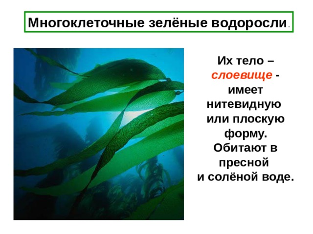 Многоклеточные зелёные водоросли . Их тело – слоевище - имеет нитевидную или плоскую форму. Обитают в пресной и солёной воде. 