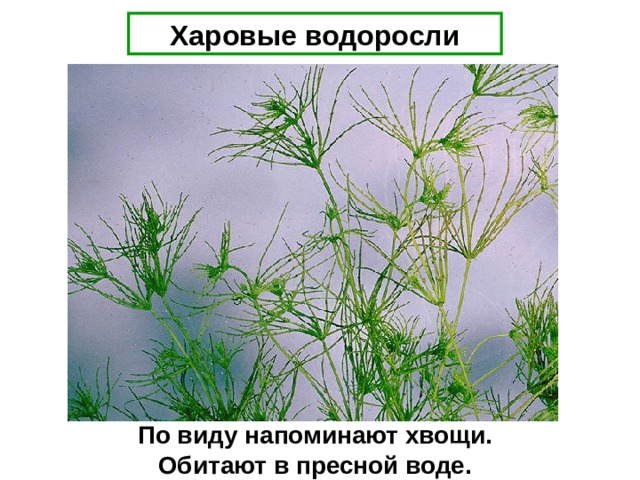 Харовые водоросли По виду напоминают хвощи. Обитают в пресной воде. 