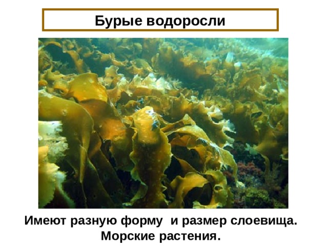 Бурые водоросли Имеют разную форму и размер слоевища. Морские растения. 