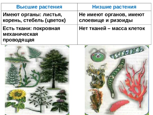 Высшие растения Низшие растения Имеют органы: листья, корень, стебель (цветок) Не имеют органов, имеют слоевище и ризоиды Есть ткани: покровная механическая проводящая Нет тканей – масса клеток 