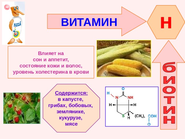 H ВИТАМИН    Влияет на  сон и аппетит, состояние кожи и волос, уровень холестерина в крови   Содержится: в капусте, грибах, бобовых, землянике, кукурузе, мясе 