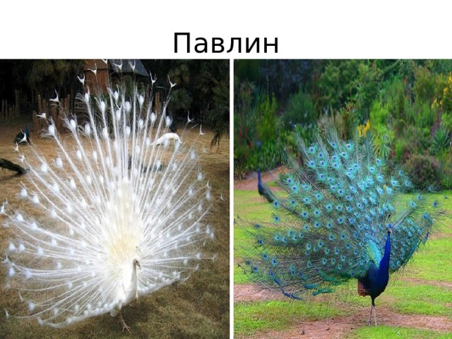 Павлин 