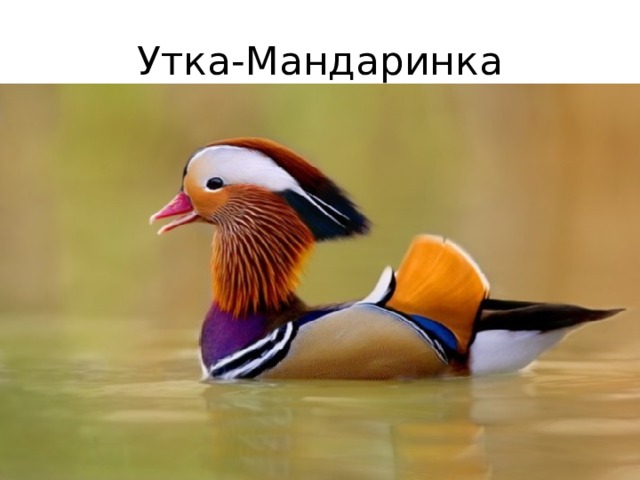 Утка-Мандаринка 