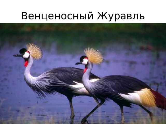 Венценосный Журавль 
