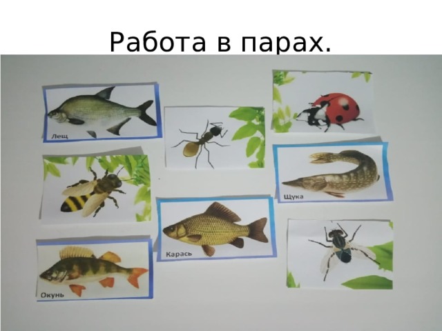 Работа в парах. 