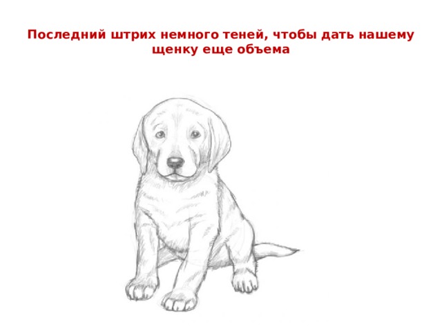 Последний штрих немного теней, чтобы дать нашему щенку еще объема