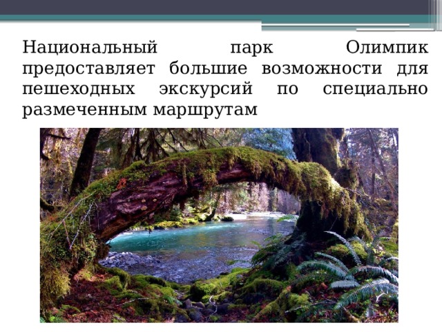  Национальный парк Олимпик предоставляет большие возможности для пешеходных экскурсий по специально размеченным маршрутам 