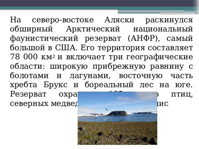  На северо-востоке Аляски раскинулся обширный Арктический национальный фаунистический резерват (АНФР), самый большой в США. Его территория составляет 78 000 км 2  и включает три географические области: широкую прибрежную равнину с болотами и лагунами, восточную часть хребта Брукс и бореальный лес на юге. Резерват охраняет 135 видов птиц, северных медведей и арктических лис 