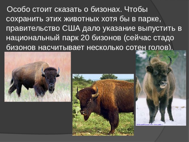  Особо стоит сказать о бизонах. Чтобы сохранить этих животных хотя бы в парке, правительство США дало указание выпустить в национальный парк 20 бизонов (сейчас стадо бизонов насчитывает несколько сотен голов). 