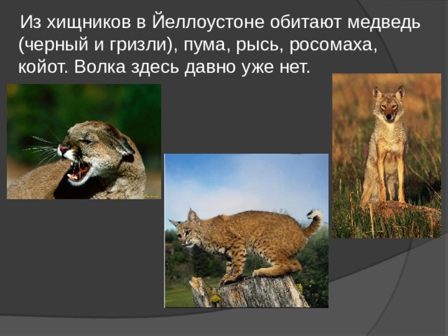  Из хищников в Йеллоустоне обитают медведь (черный и гризли), пума, рысь, росомаха, койот. Волка здесь давно уже нет. 
