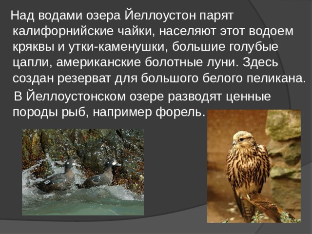  Над водами озера Йеллоустон парят калифорнийские чайки, населяют этот водоем кряквы и утки-каменушки, большие голубые цапли, американские болотные луни. Здесь создан резерват для большого белого пеликана.  В Йеллоустонском озере разводят ценные породы рыб, например форель. 