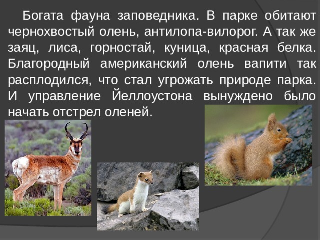  Богата фауна заповедника. В парке обитают чернохвостый олень, антилопа-вилорог. А так же заяц, лиса, горностай, куница, красная белка. Благородный американский олень вапити так расплодился, что стал угрожать природе парка. И управление Йеллоустона вынуждено было начать отстрел оленей. 