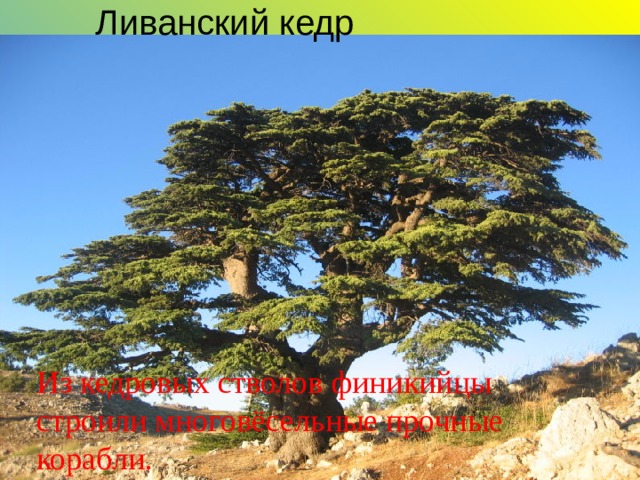 Ливанский кедр Из кедровых стволов финикийцы строили многовёсельные прочные корабли. 