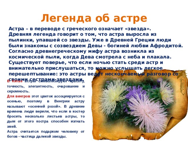 Легенда об астре Астра – в переводе с греческого означает «звезда». Древняя легенда говорит о том, что астра выросла из пылинки, упавшей со звезды. Уже в Древней Греции люди были знакомы с созвездием Девы - богиней любви Афродитой. Согласно древнегреческому мифу астра возникла из космической пыли, когда Дева смотрела с неба и плакала. Существует поверье, что если ночью стать среди астр и внимательно прислушаться, то можно услышать легкое перешептывание: это астры ведут нескончаемый разговор со своими сестрами-звездами.  В Китае астры символизируют красоту, точность, элегантность, очарование и скромность.  Для венгров этот цветок ассоциируется с осенью, поэтому в Венгрии астру называют «осенней розой». В древние времена люди верили, что если в костер бросить несколько листьев астры, то дым от этого костра способен изгнать змей.  Астра считается подарком человеку от богов - частица далекой звезды.  