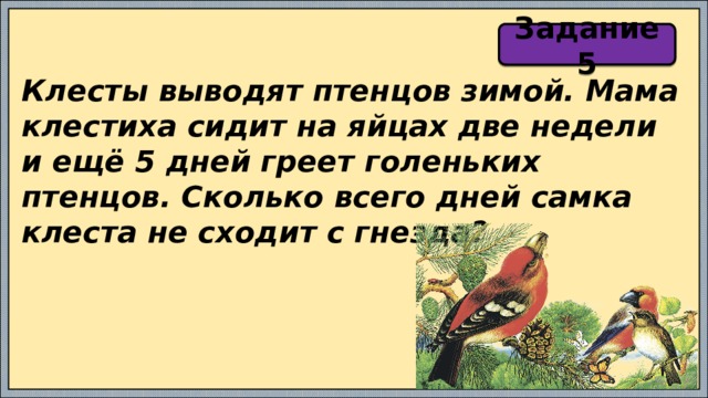 Задание 5 Клесты выводят птенцов зимой. Мама клестиха сидит на яйцах две недели и ещё 5 дней греет голеньких птенцов. Сколько всего дней самка клеста не сходит с гнезда? 
