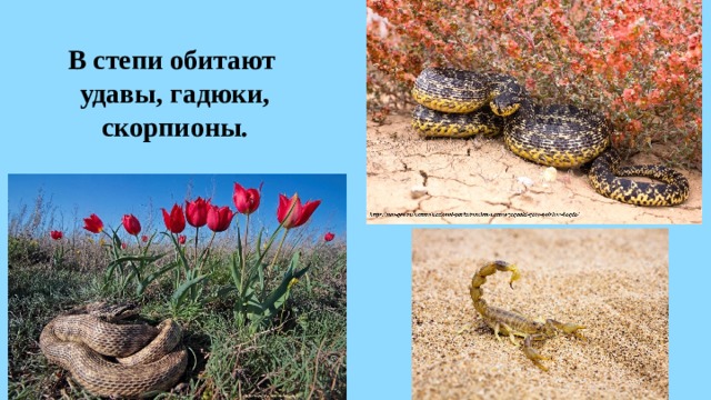 В степи обитают  удавы, гадюки, скорпионы. 