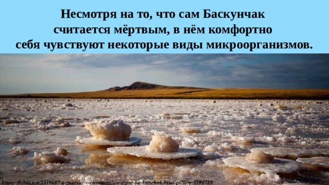 Несмотря на то, что сам Баскунчак  считается мёртвым, в нём комфортно  себя чувствуют некоторые виды микроорганизмов. 