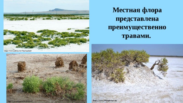 Местная флора представлена преимущественно травами. 